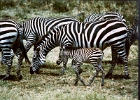 Africa (20)  Newborn zebra, Ngorongoro crater, Kenya